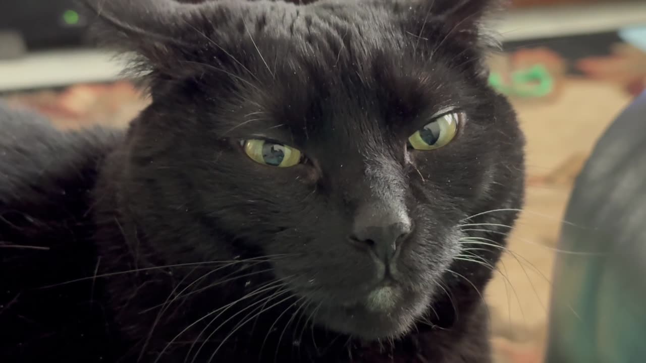 Cute Precious Piper Does the Squinty Eye Look - Adopting a Cat from a Shelter Vlog