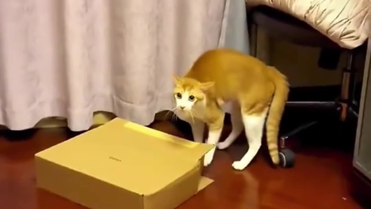 scaring my cat