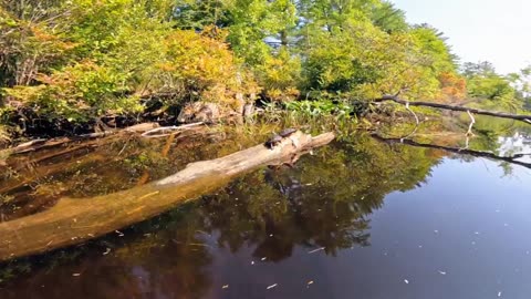 Painted Turtles