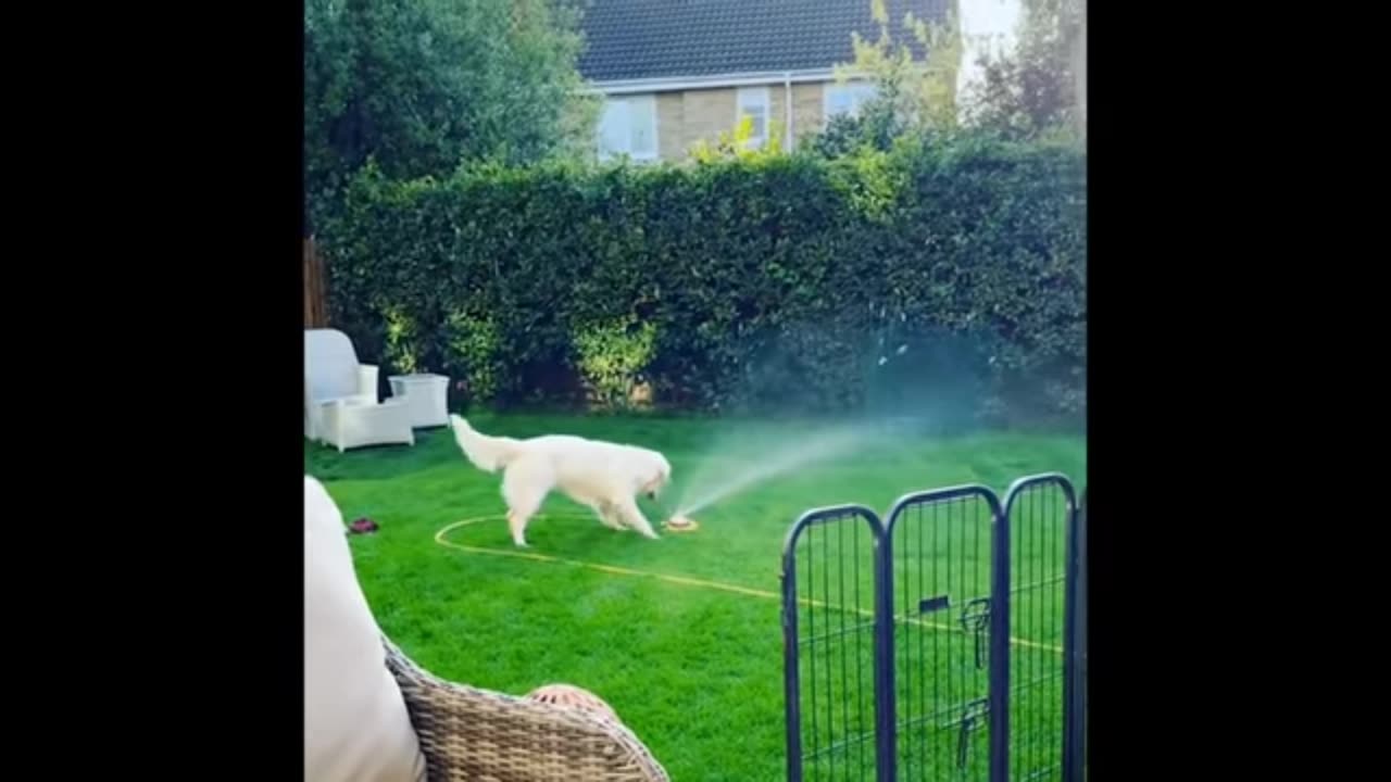 Dog water with fun nice video