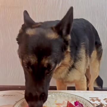 "A Dog's Mealtime Experience: Reactions You Can’t Miss!"