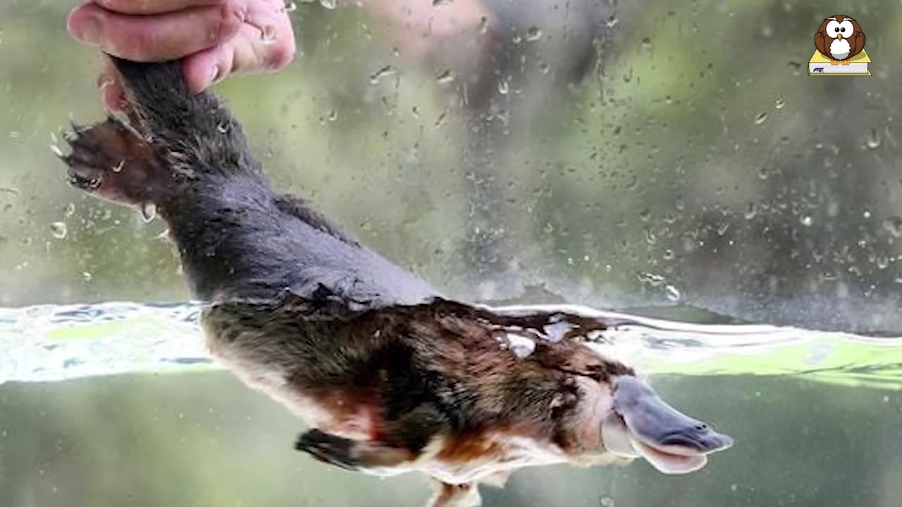 Platypus - what happens when a duck, a beaver & an otter collide? educational