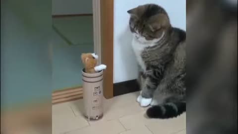 Funny Cats