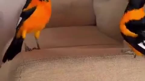 Feathered Fools: Funniest Bird Antics of THE YEAR! 🐦😂✨