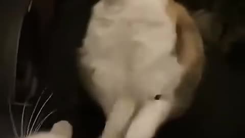 Funny animals