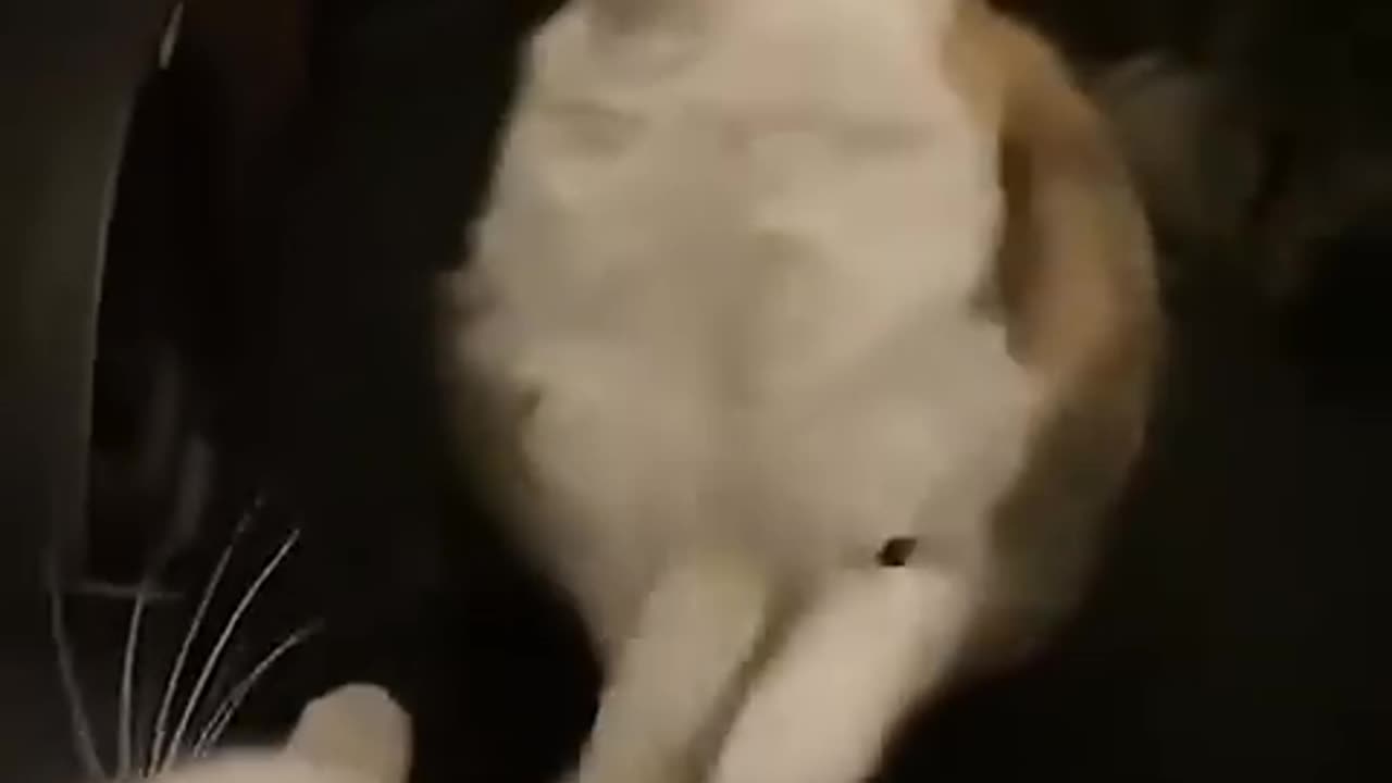 Funny animals