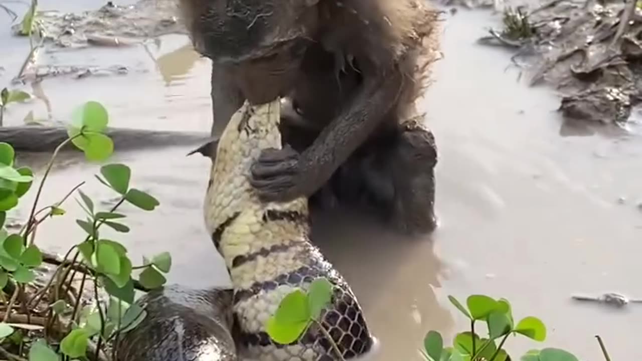 Monkey eat big snake