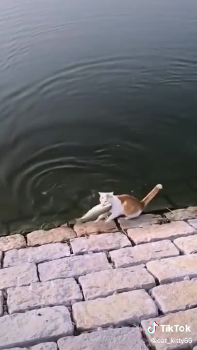 Lovely Cat, black cat, cats, funny cats, funny cat videos 1610