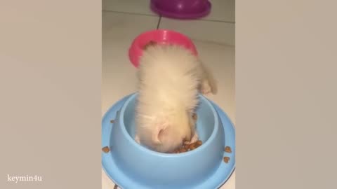 Unpredictable cats sleeping 😹 Funny Cats Videos