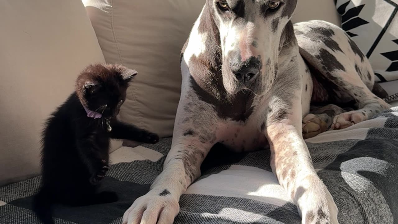 Great Dane Fosters Orphaned Black Kitten