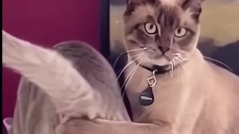 funny animal