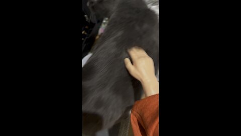 Wednesday whiskers with SPH featuring Kevin of cakes and hunger. #funnyvideo #tinyhands #cats