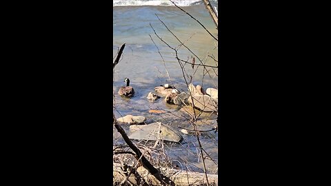 Ducks In The Sun