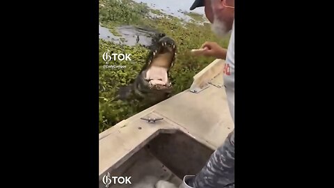 ALLIGATOR WHISPER👨‍🌾🛶🐊🌿📸MEET WITH PET ALLIGATOR IN SWAMP VALLEY🌿🪷🐊🌱💫