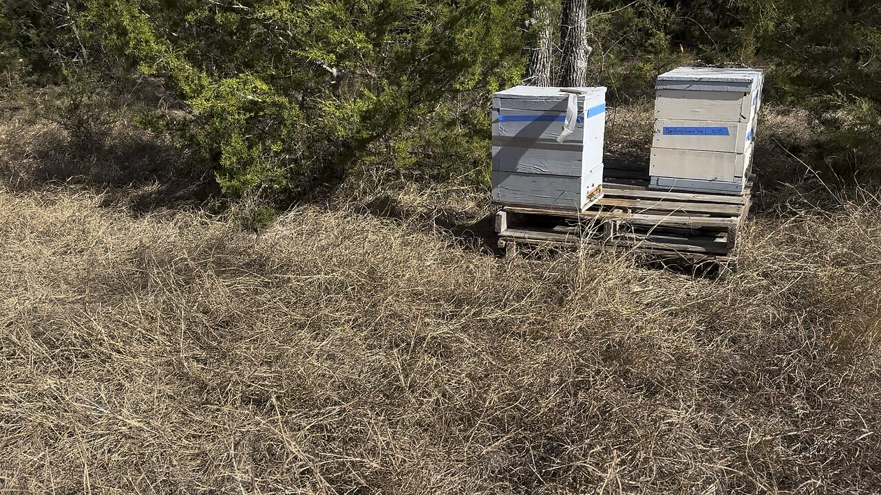 HAPPY NEW YEAR! Welcome to my new apiary.