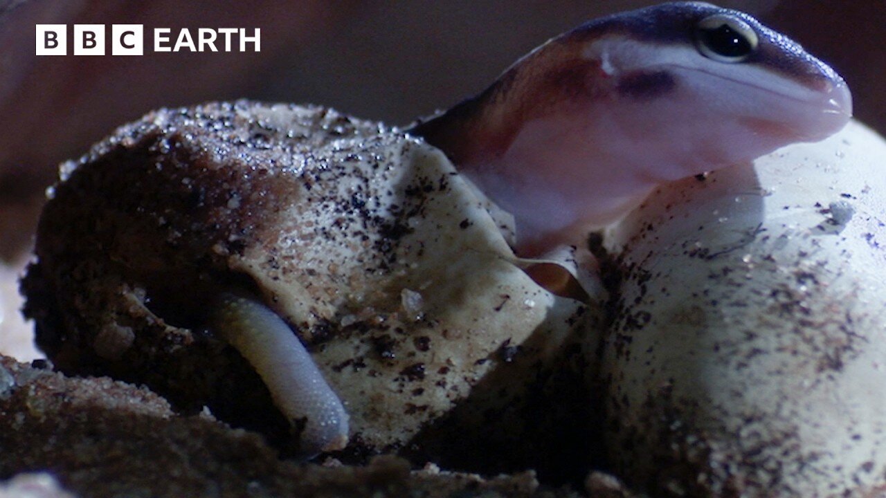 The Reptile Whose Sex is Determined by Temperature