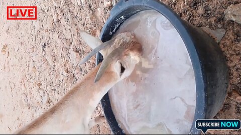 Exploring the Daily Life of Goats: A Fascinating Journey