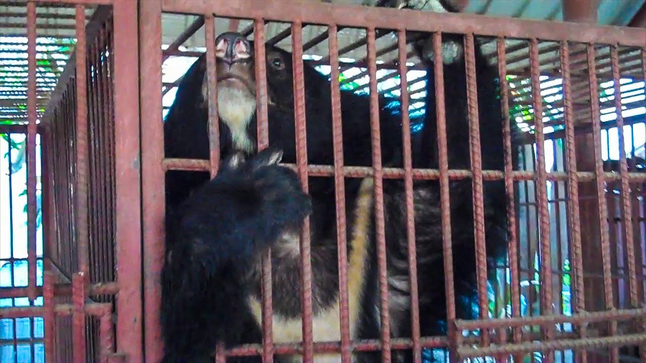 Saving Bears In The Wildlife Trade Across Asia