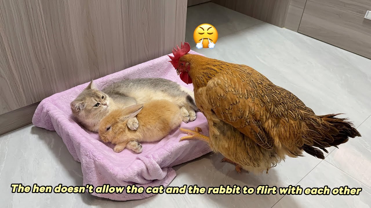 It's amazing! 🤣The rabbit forced himself to sleep with the kitten,making the hen jealous!Funny cute