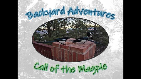 Call of the Magpie