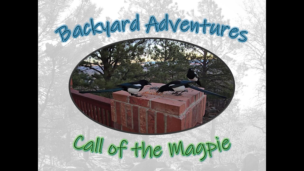 Call of the Magpie