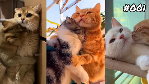 Cute Cat Video | Ep- 001