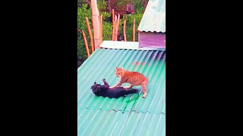 cat 🐈 😻