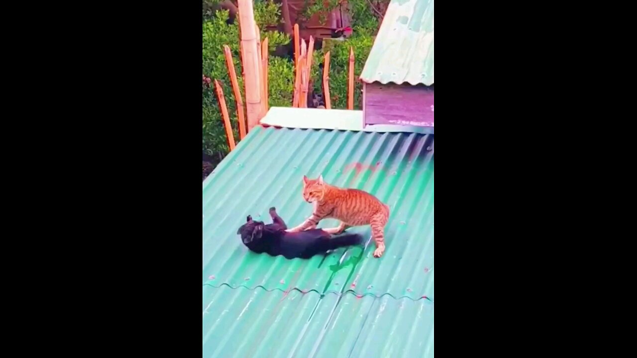 cat 🐈 😻