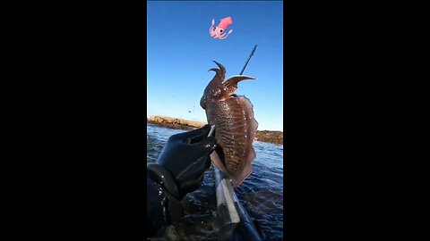 Spearfishing 3 squid 🦑 Spearfishing . What is this? support my channel share, like and comment