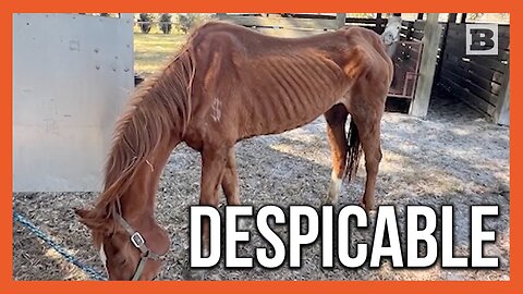 Suspect Arrested for Animal Cruelty After Police Find 3 Emaciated Horses