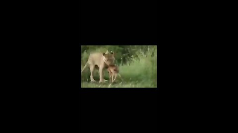 Lion playing with baby bishon 🦁🦬