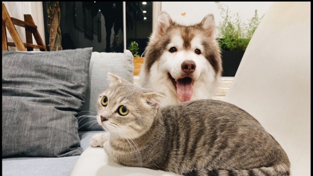 Ultimate Cat & Dog Comedy! 8 Minutes of Pure Derp Energy You Can’t Miss 🐱🐶