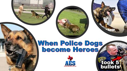 When Police Dogs become Heroes and often Save their Officers Life