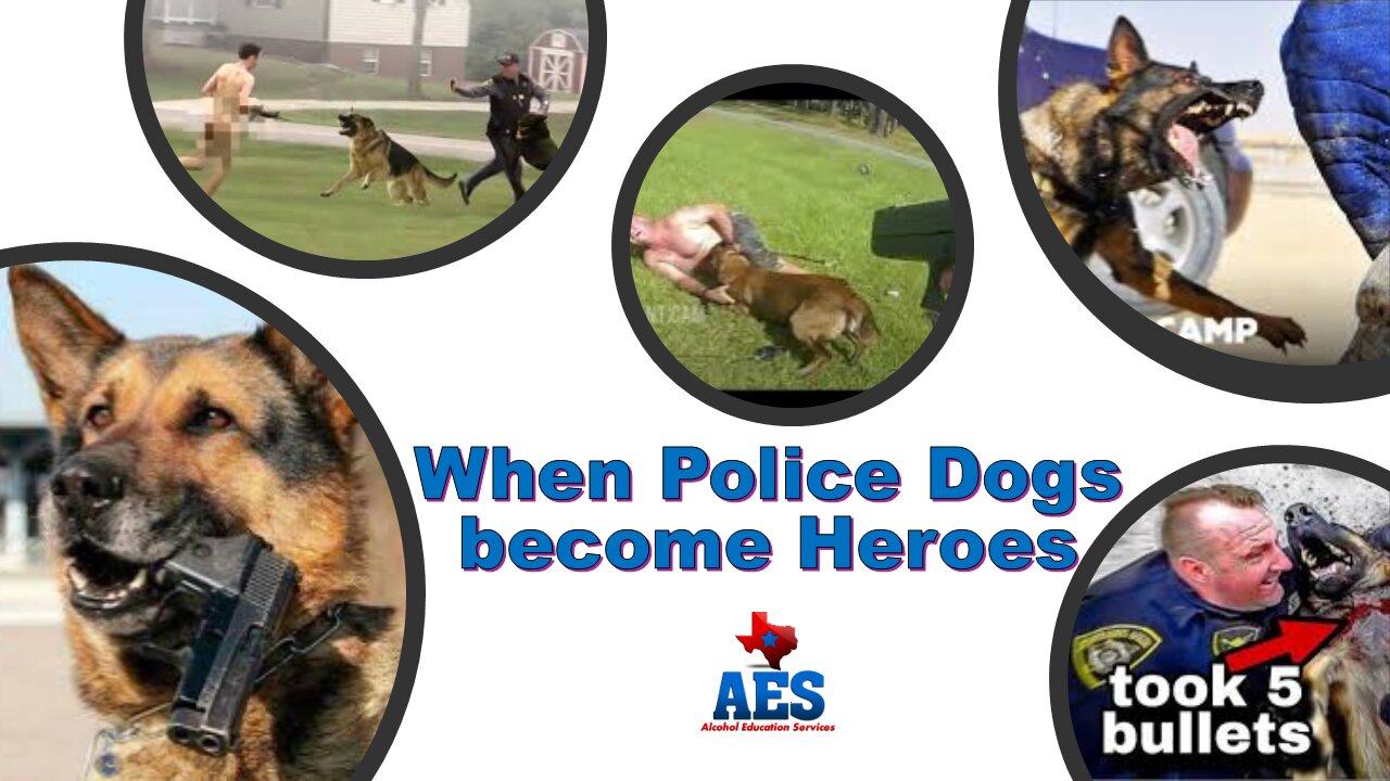 When Police Dogs become Heroes and often Save their Officers Life