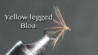 Yellow-legged Bloa Spider