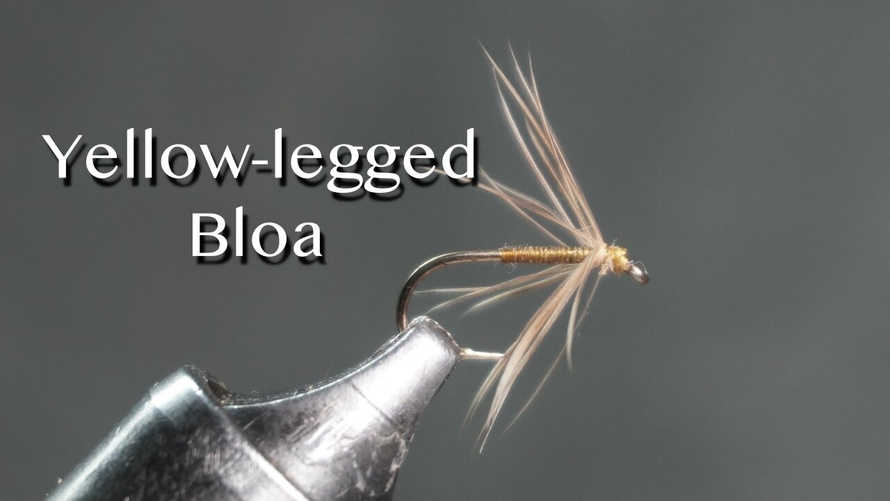 Yellow-legged Bloa Spider