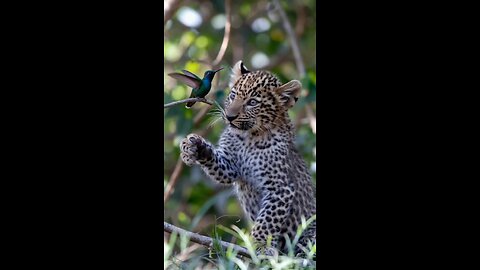 The natural life of the cute bird and leopar