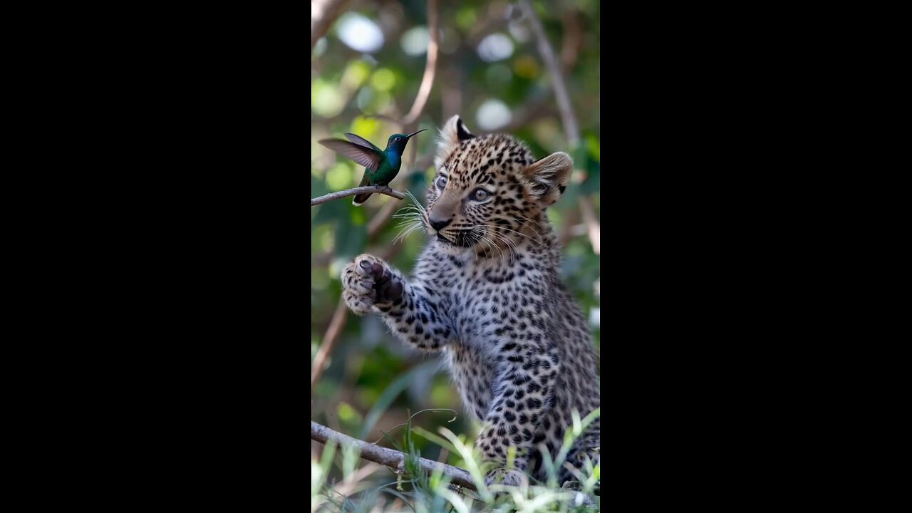 The natural life of the cute bird and leopar