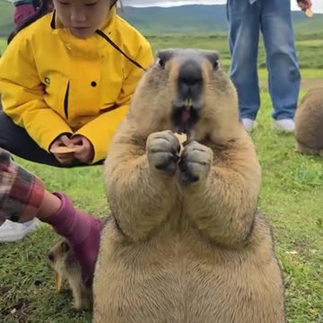 Funny and cutest animal in the wolrd