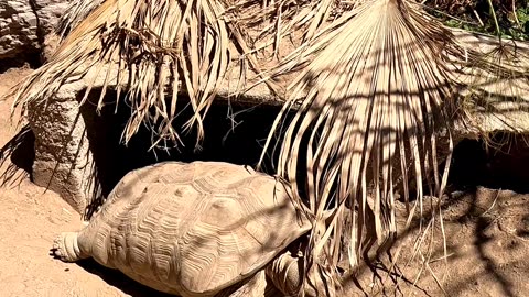 Giant Tortoises at a Reptile Zoo in La Paz Mexico