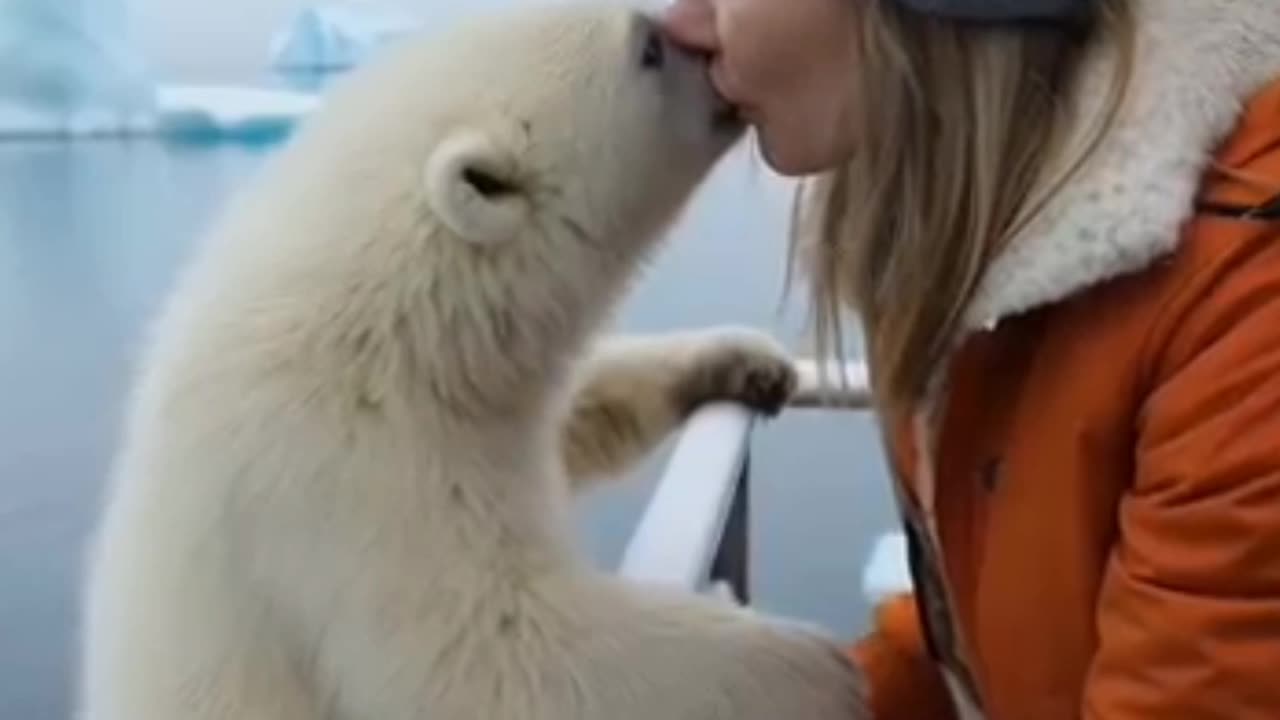 A Little Polar Bear That Want To Get On The Boat 🕵