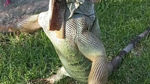 Can Green Iguanas Stand/Walk On Their Back Legs?!