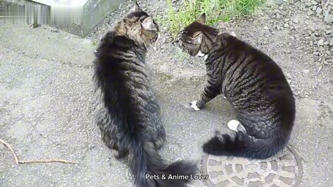 Funny cat fights and the squabbling noises in their throats