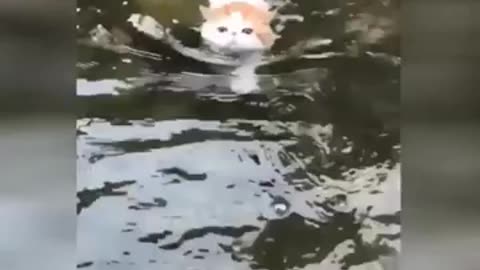 Funny Cat Videos _ Footage