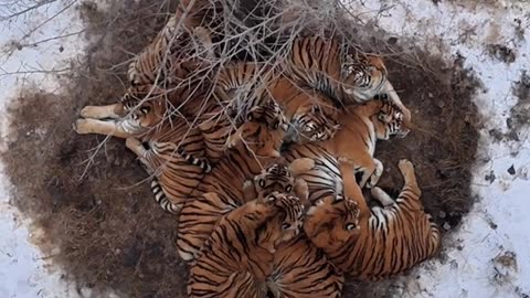 A bunch of big cat bugs in the snow ❄️🐯🐯❄️