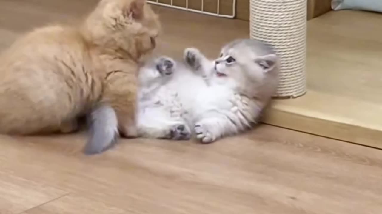 2cute cat🐱🐱
