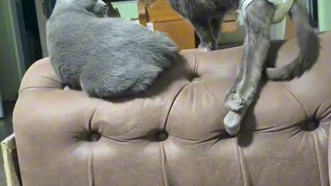 Aleijado sim, gato sempre!