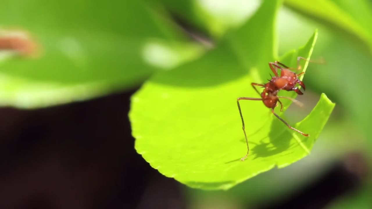 5 of the Coolest Animal Partnerships Symbiotic Species.