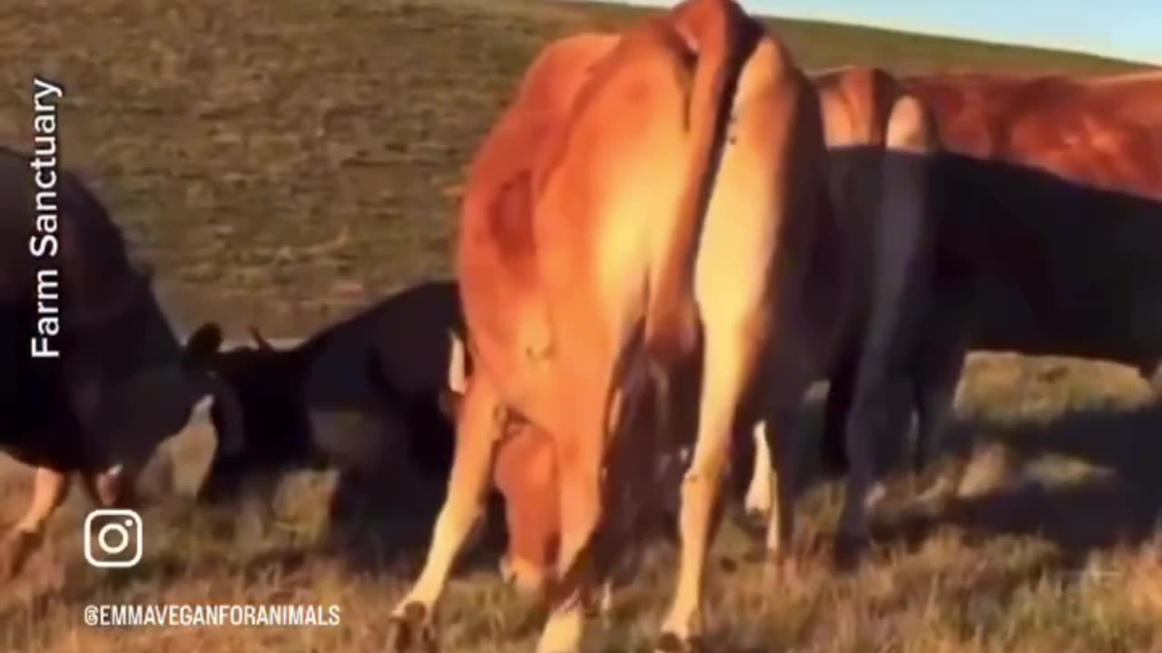 These cows are saying farewell😘 to their sick loved one