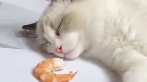 Cats get hungry even when they sleep because of the smell of delicious food.